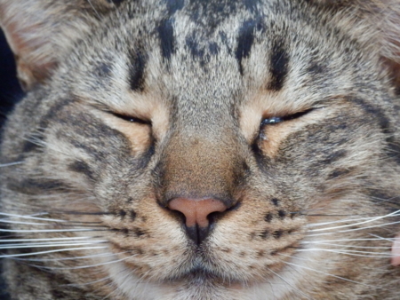 f:id:nekonohanashi:20140208125237j:image