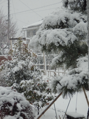 f:id:nekonohanashi:20140208125456j:image