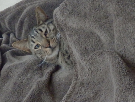 f:id:nekonohanashi:20140208135701j:image