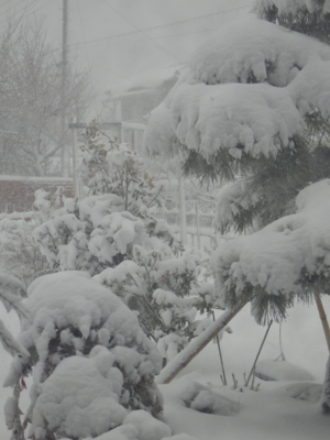 f:id:nekonohanashi:20140208145855j:image