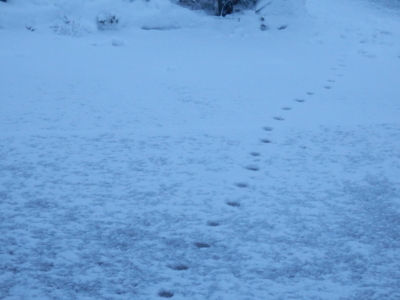 f:id:nekonohanashi:20140211062809j:image