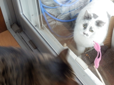 f:id:nekonohanashi:20140211070404j:image