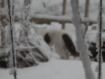 f:id:nekonohanashi:20140211070607j:image