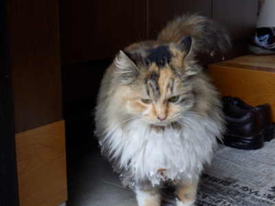 f:id:nekonohanashi:20140211080005j:image