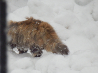 f:id:nekonohanashi:20140211080600j:image