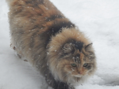 f:id:nekonohanashi:20140211080634j:image