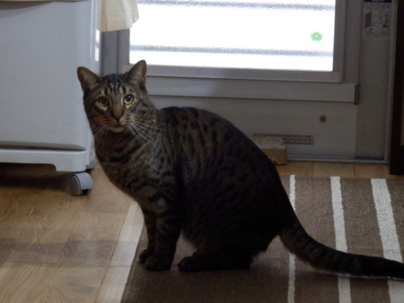 f:id:nekonohanashi:20140211091324j:image