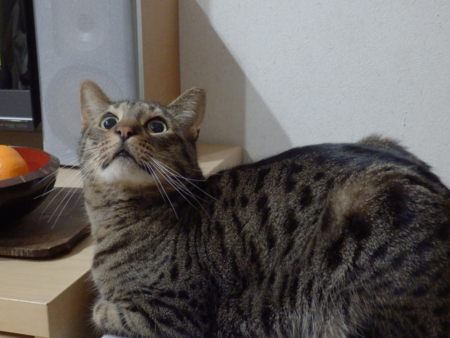 f:id:nekonohanashi:20140215051353j:image