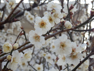 f:id:nekonohanashi:20140226144406j:image