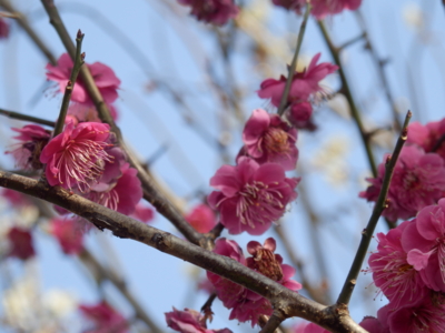 f:id:nekonohanashi:20140226144434j:image
