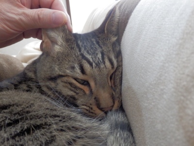f:id:nekonohanashi:20140303122731j:image