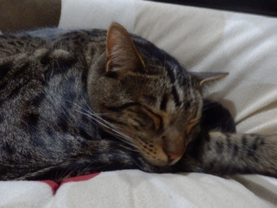 f:id:nekonohanashi:20140306193034j:image