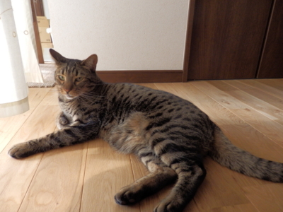 f:id:nekonohanashi:20140307153847j:image