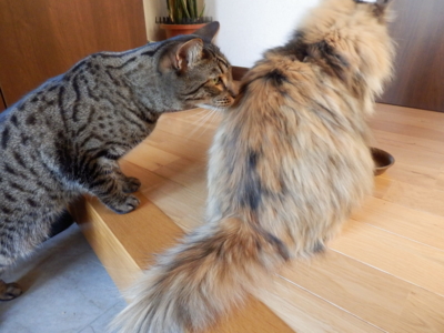 f:id:nekonohanashi:20140310170418j:image