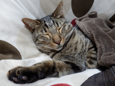 f:id:nekonohanashi:20140402190939j:image