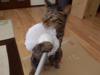 f:id:nekonohanashi:20140405170617j:image
