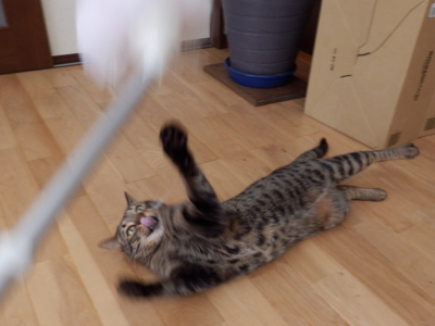 f:id:nekonohanashi:20140405170816j:image