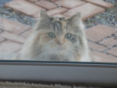 f:id:nekonohanashi:20140407063249j:image