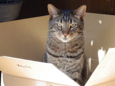 f:id:nekonohanashi:20140408133039j:image