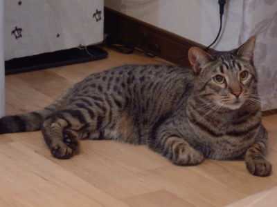 f:id:nekonohanashi:20140416210004j:image