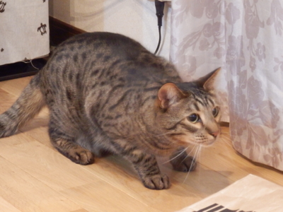 f:id:nekonohanashi:20140416210016j:image