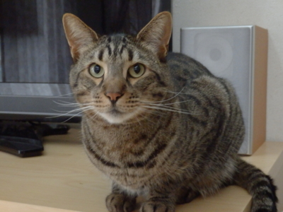 f:id:nekonohanashi:20140421163933j:image