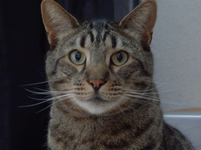 f:id:nekonohanashi:20140421164043j:image