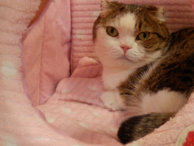 f:id:nekonohanashi:20140429150413j:image
