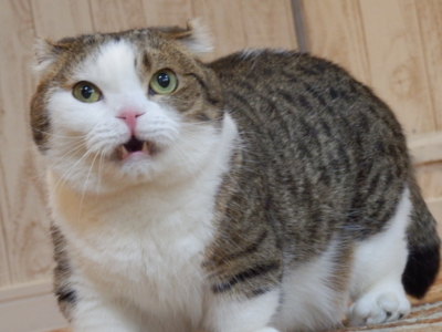 f:id:nekonohanashi:20140429151553j:image