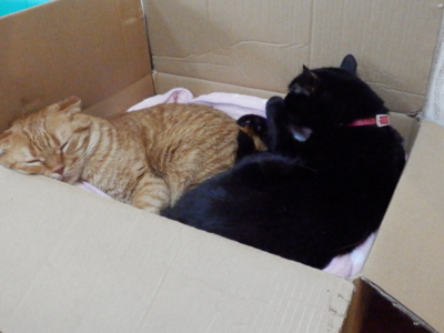 f:id:nekonohanashi:20140429152327j:image