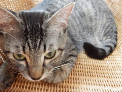 f:id:nekonohanashi:20140429152524j:image