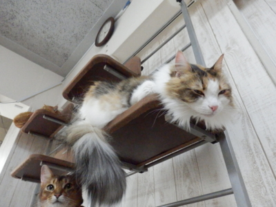 f:id:nekonohanashi:20140429152758j:image