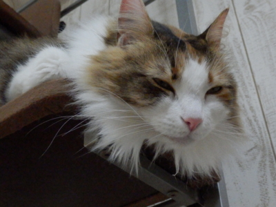 f:id:nekonohanashi:20140429152812j:image