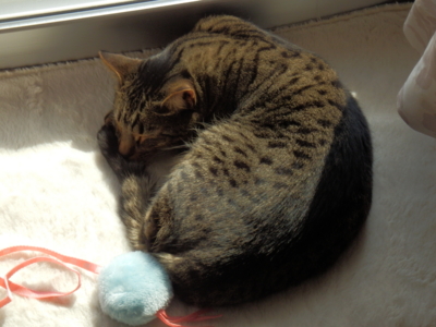 f:id:nekonohanashi:20140509150734j:image