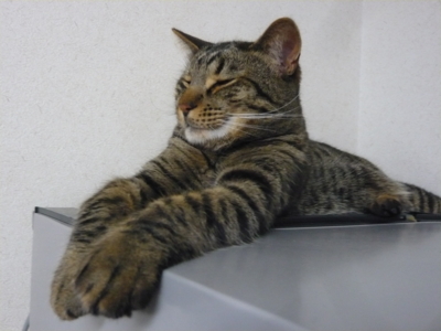 f:id:nekonohanashi:20140513180943j:image f:id:nekonohanashi:20140513180943j:image