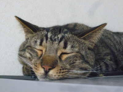 f:id:nekonohanashi:20140514054638j:image f:id:nekonohanashi:20140514054638j:image
