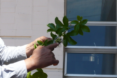 f:id:nekonohanashi:20140517105222j:image