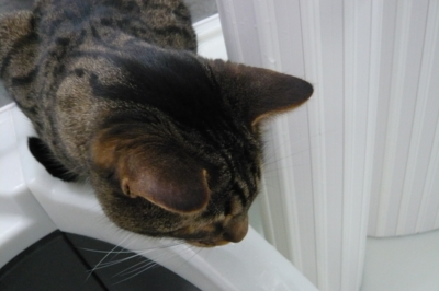 f:id:nekonohanashi:20140517183329j:image