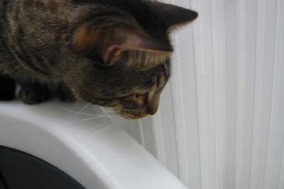 f:id:nekonohanashi:20140517183409j:image