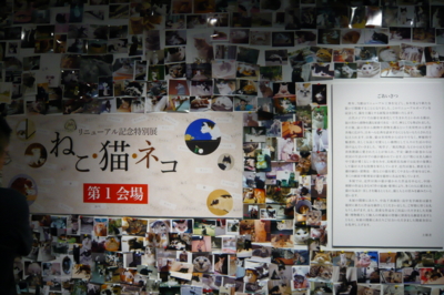f:id:nekonohanashi:20140518141351j:image