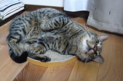 f:id:nekonohanashi:20140518222129j:image