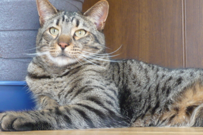 f:id:nekonohanashi:20140519142623j:image