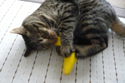 f:id:nekonohanashi:20140520164823j:image