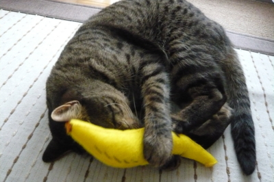 f:id:nekonohanashi:20140520164908j:image