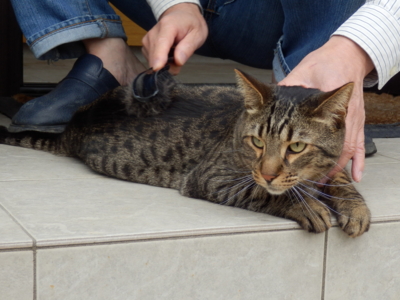 f:id:nekonohanashi:20140527093555j:image