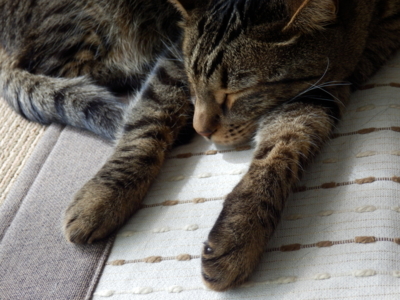 f:id:nekonohanashi:20140527143052j:image