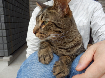 f:id:nekonohanashi:20140527165453j:image