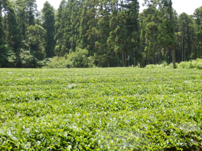 f:id:nekonohanashi:20140601113106j:image f:id:nekonohanashi:20140601113106j:image