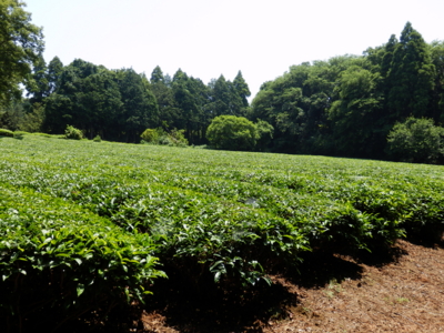 f:id:nekonohanashi:20140601113228j:image f:id:nekonohanashi:20140601113228j:image