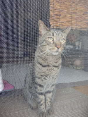 f:id:nekonohanashi:20140614175624j:image f:id:nekonohanashi:20140614175624j:image